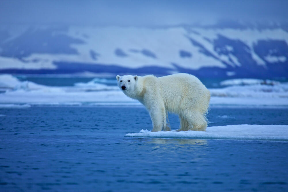 Eisbär auf Eisscholle © st__iv - Fotolia.com