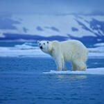 Eisbär auf Eisscholle © st__iv - Fotolia.com